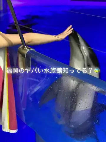 すきなことのTikTok投稿