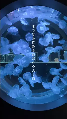 本田ちゃん❣北海道のTikTok投稿