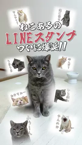 ねこある｜猫との暮らしあるあるのTikTok投稿