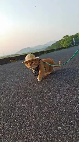 銀太のTikTok PR投稿：銀太が見ている近江富士と朝日 Ginta watching the sunrise over Mo…