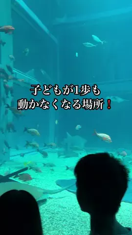 shuuublog/ホテル紹介のTikTok投稿