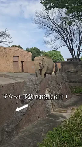 ℂ𝕆ℂ𝕆𝔸のTikTok投稿