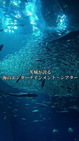 ℂ𝕆ℂ𝕆𝔸のTikTok投稿