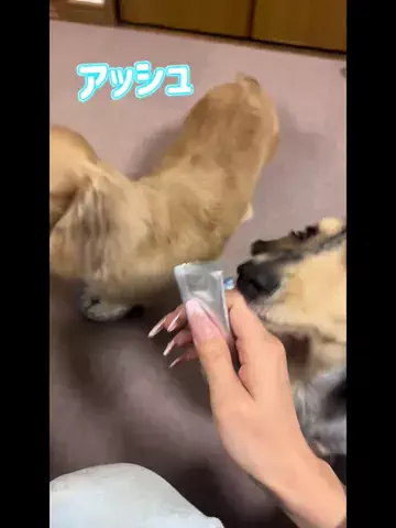 babyashwanwanのTikTok投稿
