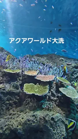 ℂ𝕆ℂ𝕆𝔸のTikTok投稿