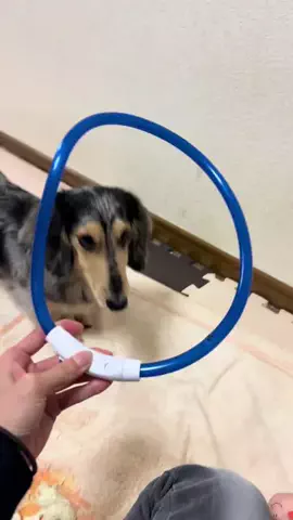 babyashwanwanのTikTok投稿