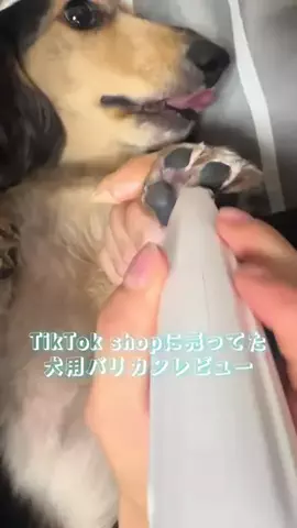 babyashwanwanのTikTok投稿
