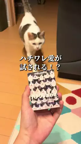 猫の教科書🐱ྀིのTikTok投稿
