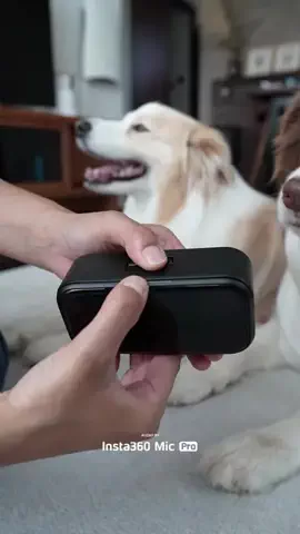 ルナとアリスのTikTok投稿