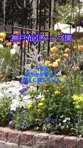 Skydaruma(ダルちゃん)のTikTok投稿