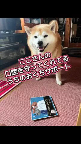 柴犬ここのTikTok投稿