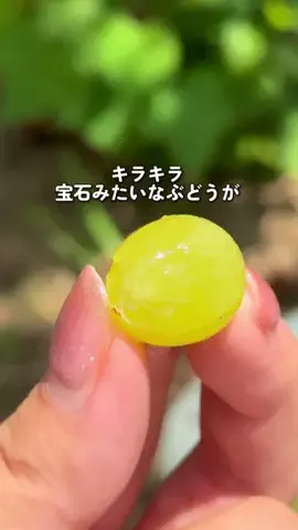 カワチビ┊南大阪グルメ&おでかけのTikTok投稿