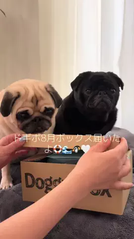 あんころとみたらし🐻🍡のTikTok投稿
