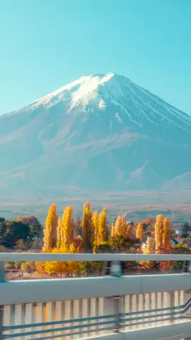 Cotton | Japan Travel 🇯🇵のTikTok投稿