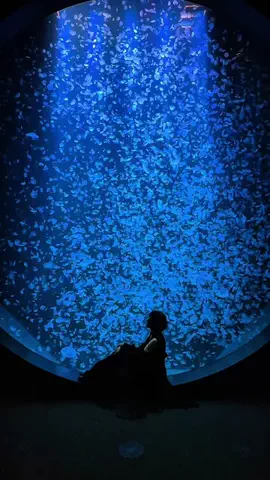 弥桜🌸/日本の水族館を巡る旅🪼のTikTok投稿