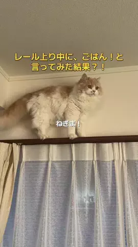 ねぎま【スコティッシュフォールド】のTikTok投稿