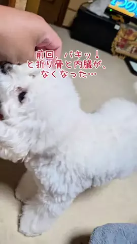 るるちゃんねるのTikTok投稿