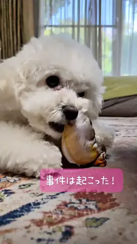 るるちゃんねるのTikTok投稿