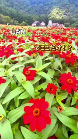 yamaeri.odekakeのTikTok投稿