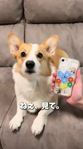 コーギーの『LOA』のTikTok投稿