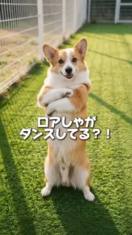 コーギーの『LOA』のTikTok投稿