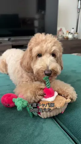 モップのTikTok投稿