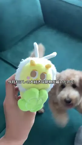 モップのTikTok投稿