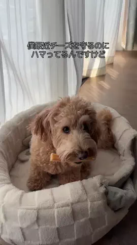モップのTikTok投稿