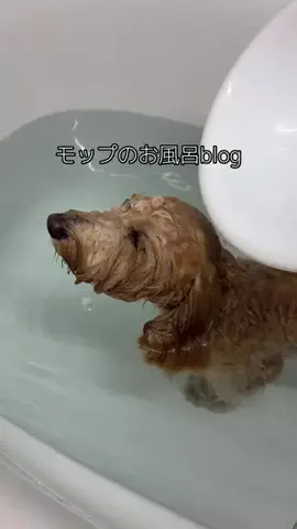 モップのTikTok投稿