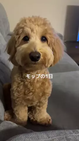モップのTikTok投稿