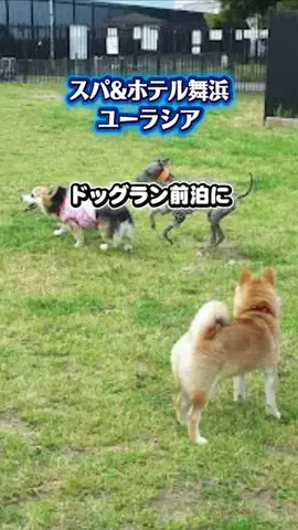 常烈ブルー🟦青い旅人のTikTok投稿