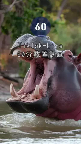 maronikbcqq2のTikTok投稿