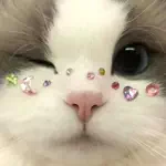 ペリ太郎のアイコン