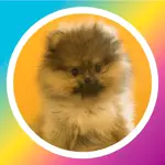 ポメポメむくりん🐶☁️🍮のアイコン