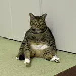 とらこのアイコン