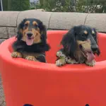 ワンだふるらいふ🐾飼い主妻のアイコン