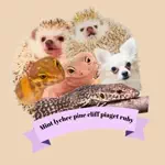 lovely tiny family💛犬＆爬虫類&小動物のアイコン