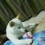 柴犬　華　🐾🐾🐾のアイコン
