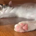 ここあのアイコン