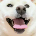 白柴犬はる🌸のアイコン