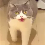 まるちゃんねるのアイコン