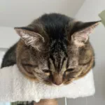 翠のアイコン