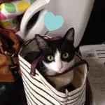 tinytotのアイコン