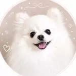 白玉ちゃんのアイコン