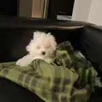 🍐のアイコン