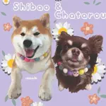 shibaochataのアイコン