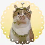 お散歩大好きもんぶらん🐈のアイコン
