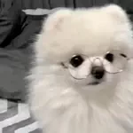 𝐧𝐞𝐦𝐮𝐮のアイコン