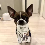 bond11.11のアイコン