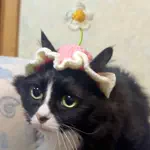 6にゃんずママのアイコン